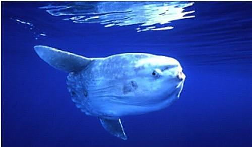 地球上10大最奇怪的海洋动物, 以鲨鱼为食的蟹, 眼睛在头里的鱼 - 6