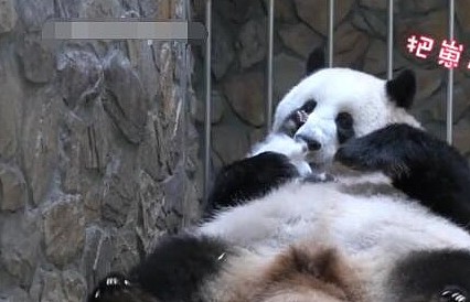 用盆盆奶换熊猫幼崽，网友表示很简单，梅奶妈：你来试试？ - 1