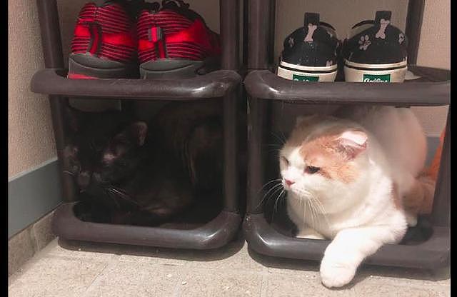 网友刚买的鞋架，就被两只猫霸占了，不仔细看还真没注意到黑猫！ - 2