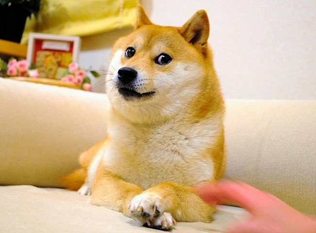 经典柴犬表情包Doge?原型Kabosu今天在日本去世，享年18岁 - 1