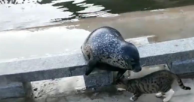 猫咪遇上海豹，结果一巴掌拍过去，立马怂成一团 - 1