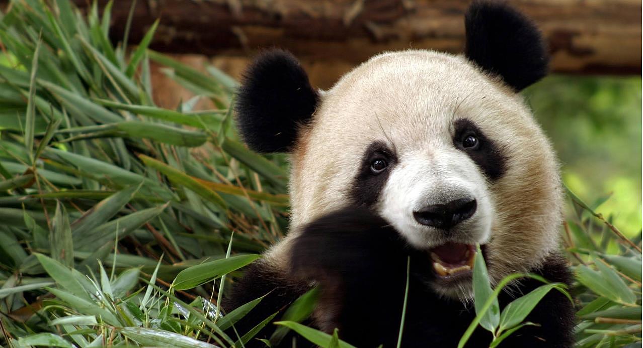 熊猫的祖先有多厉害？被称作食铁兽，连老虎和狮子都不敢惹 - 1