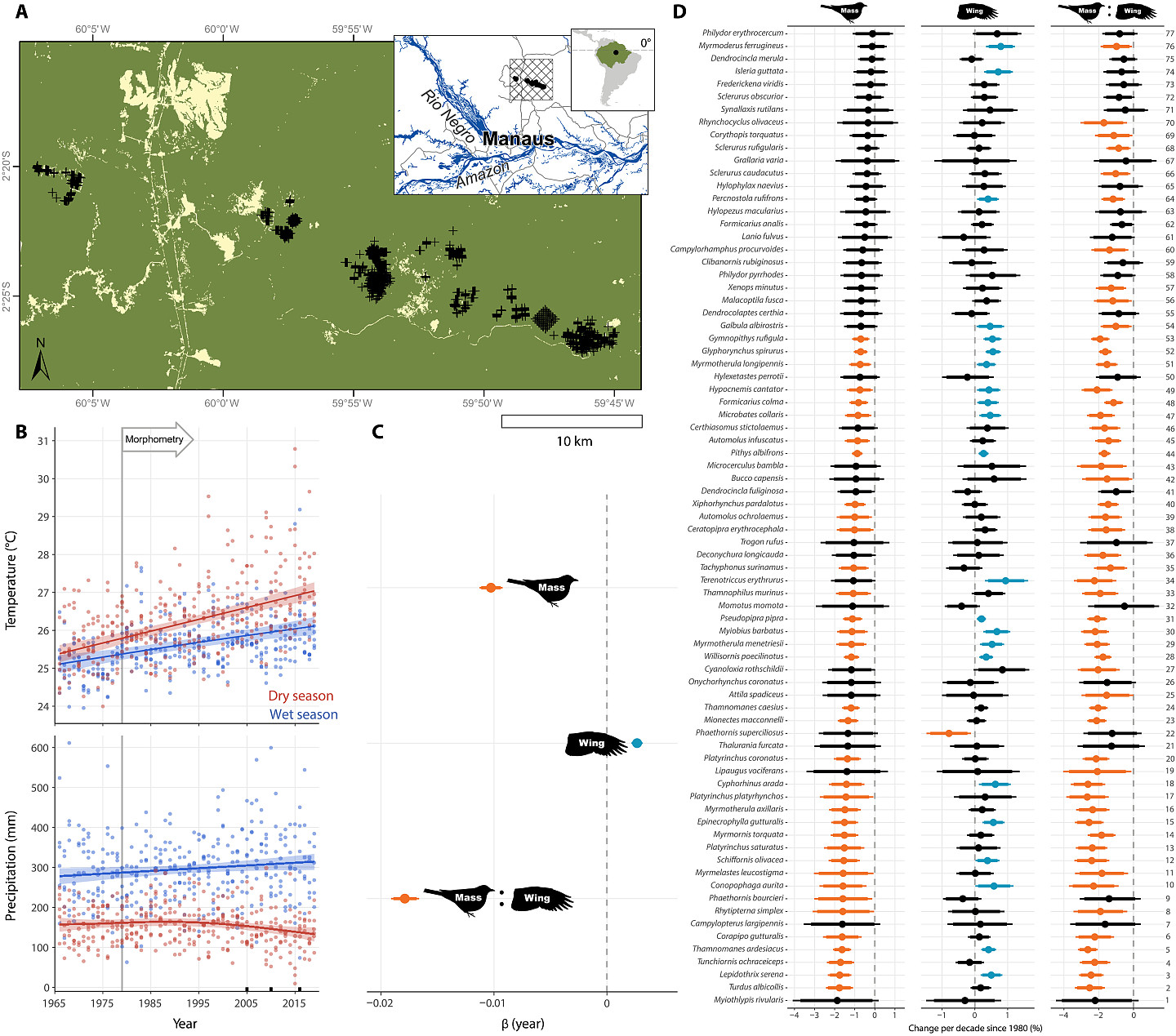 研究发现亚马逊雨林鸟类的身体因气候变化而变小 - 2