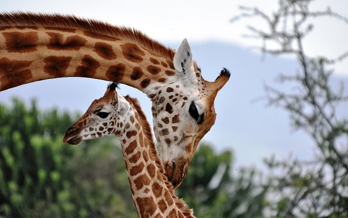 Mother-Rothschilds-Giraffe-Tending-to-Her-Baby-scaled.jpg
