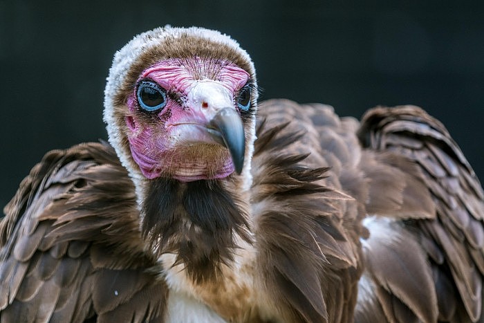 研究发现世界范围内秃鹰数量减少 可能带来严重的疾病风险 - 1