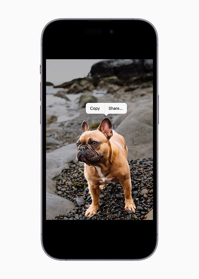用 iOS 16 在 iPhone 14 Pro 上选中的法国斗牛犬。