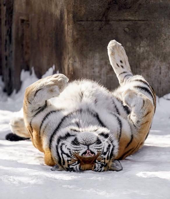 喜迎虎年！“大猫”老虎开心玩雪球：果然喵星人无误 - 3