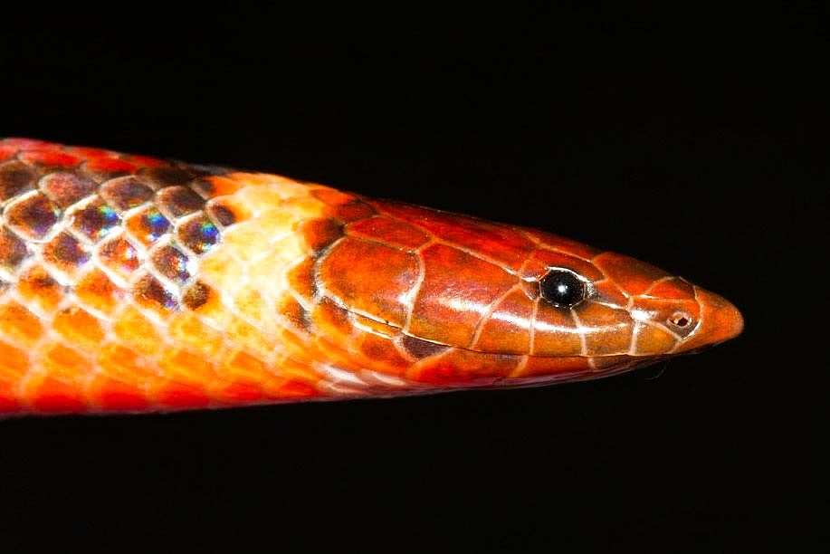 巴拉圭发现一种新蛇种：此前科学界对此一无所知 - 2