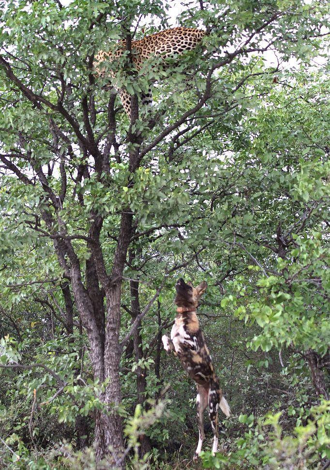 被野犬逼上树顶的花豹 - 9