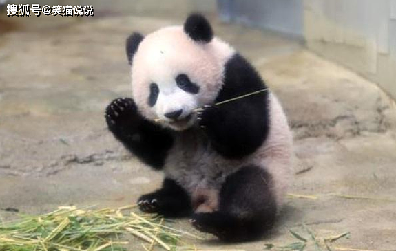 日本网友评大熊猫香香归还之事：要求送给他们，宣言香香的故乡是日本！ - 3