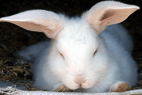 兔子日记：人吃的益生菌兔子能吃吗 - 4