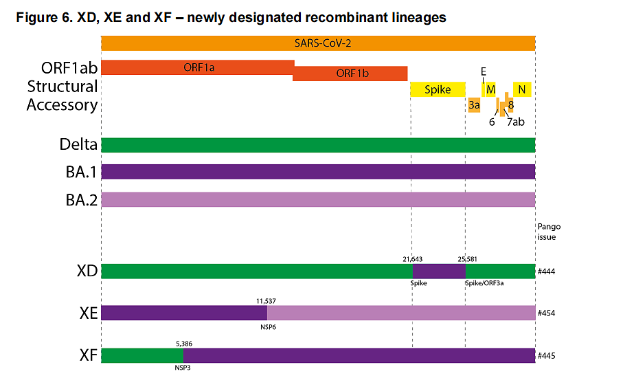世卫组织警告：到目前为止 新变种XE可能是传播速度最快的新冠毒株 - 1