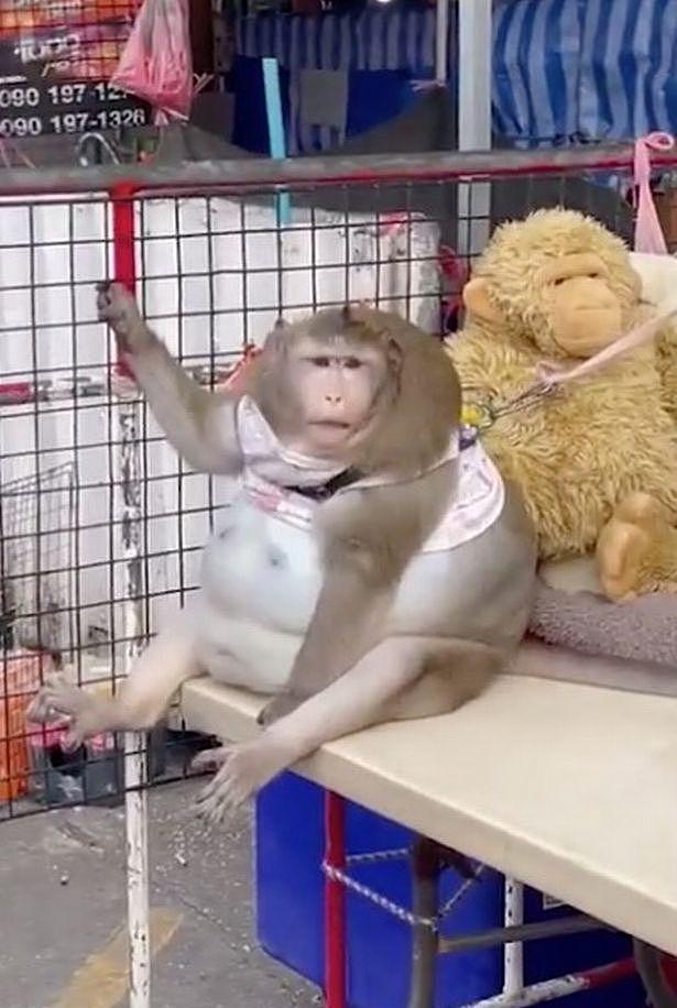 严重肥胖：泰国市场一只名叫“哥斯拉”的猴子，靠被投喂浑身赘肉 - 1
