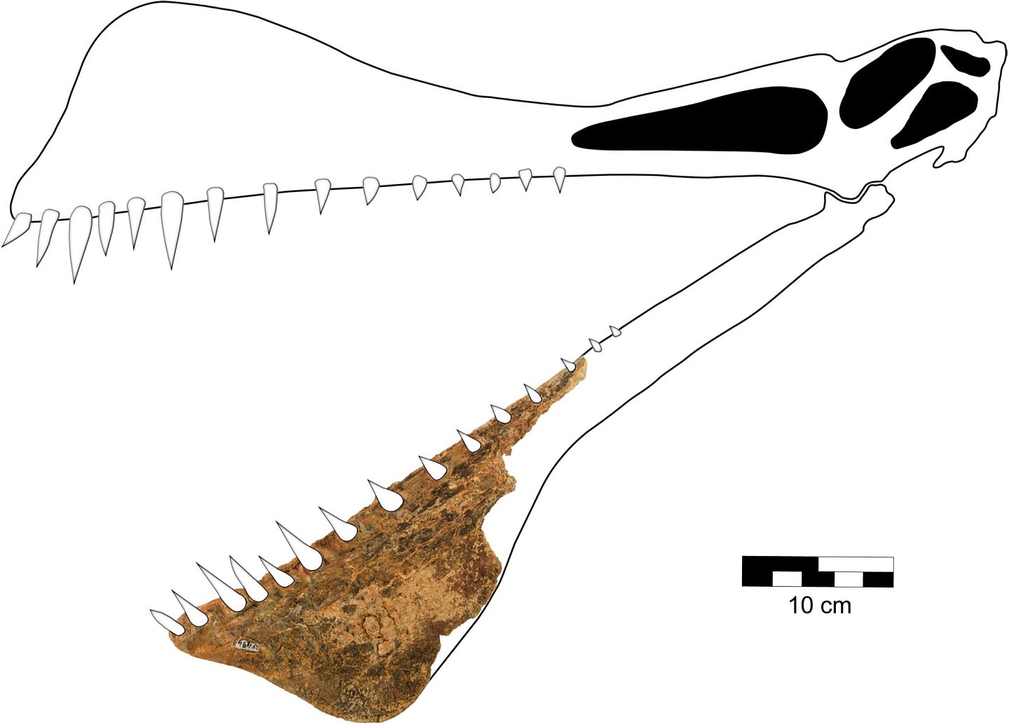 澳大利亚研究人员发现一种新翼龙：翼展有7米长 - 3