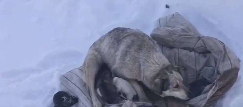 冰天雪地里发现1只狗狗，它被冻得瑟瑟发抖，还用身体围住幼崽 - 3