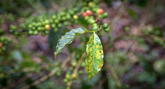Coffee-Rust-Leaves.jpg