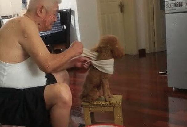 网友送给爷爷一只泰迪，嘴上说不要，过段时间看见他在给狗搓澡！ - 1