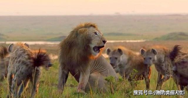 狮子与鬣狗的那些新仇旧恨史：非洲“二当家”是大猫们惹不起的 - 13