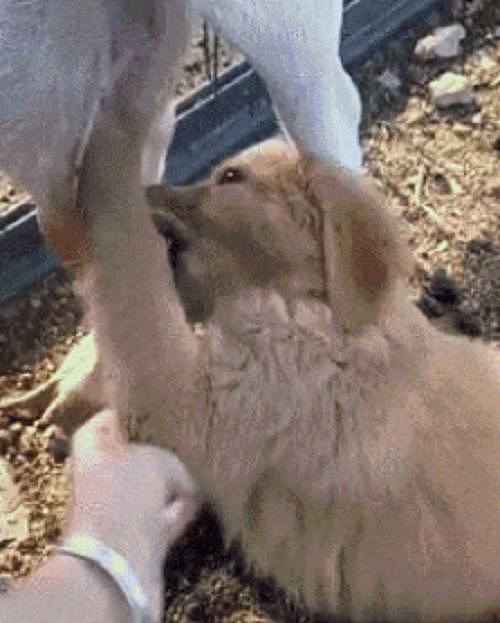 网友本想养只狗来照顾羊，怎料金毛先对羊下了口，狗：这奶真纯 - 4