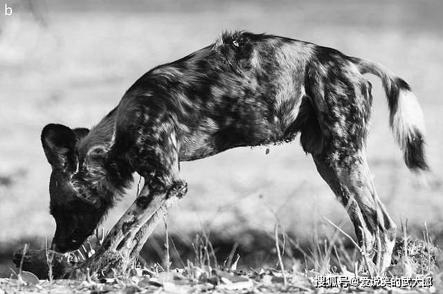 进击的狗群：非洲野狗三年内干掉五十多只狒狒 - 5