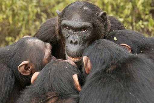 贡贝黑猩猩战争的全过程 - 7