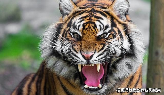 除了爪子和牙齿外，老虎的舌头也是一把刮骨刀，被舔一下后果严重 - 2