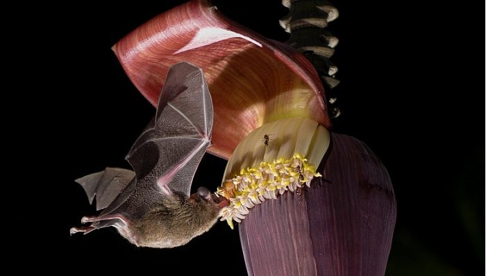 Pallass-Long-Tongued-Bat-Glossophaga-soricina-777x441.jpg