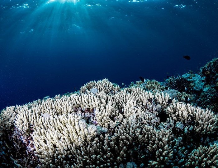 研究人员正探索利用益生菌促进珊瑚白化后的存活率 - 2