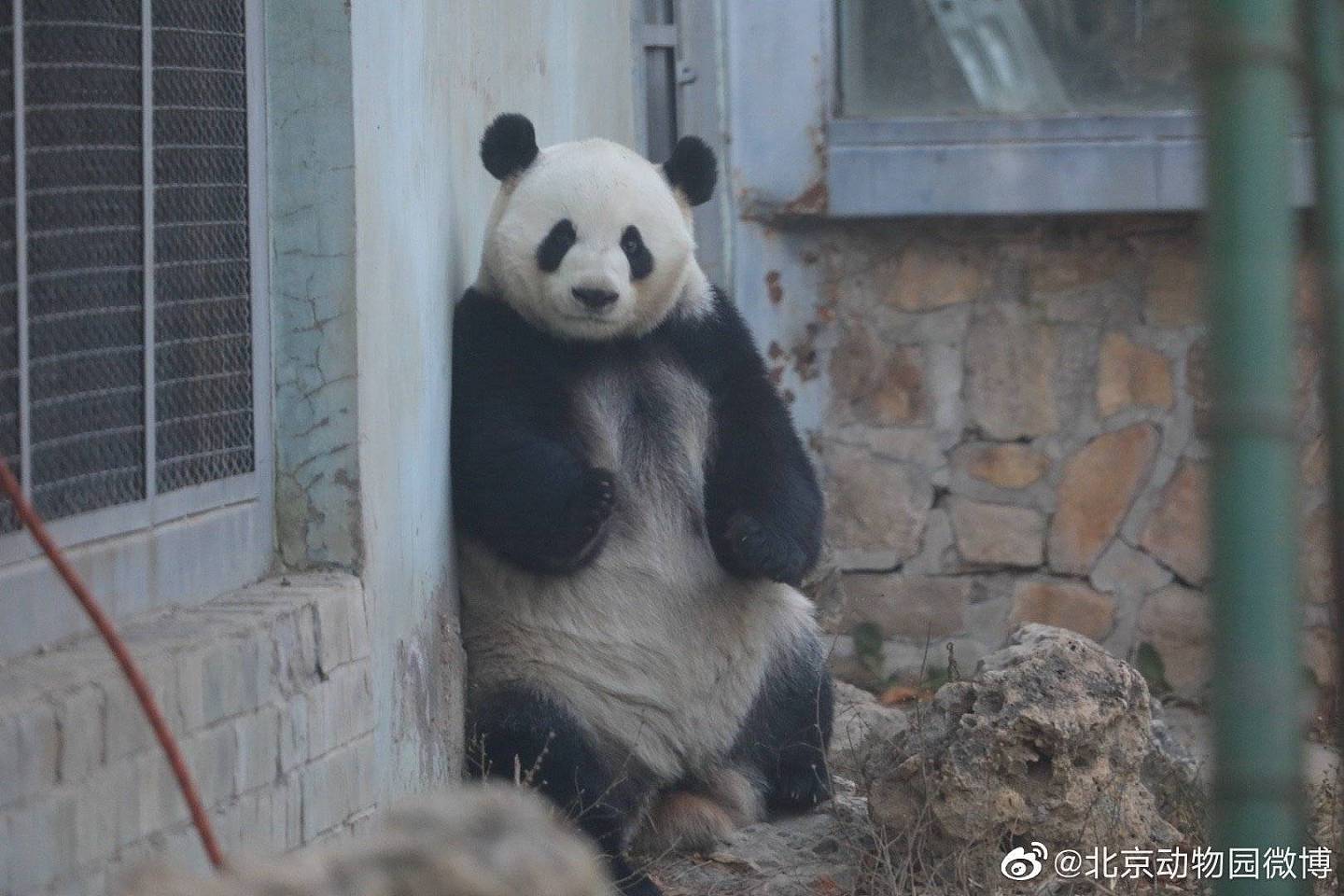 北京动物园一大熊猫越狱，动作行云流水，去年还曾掰断监控 - 1