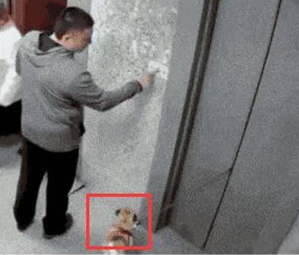 狗狗在电梯门关闭时突然跑出，接下来一幕，让人后怕不已 - 2