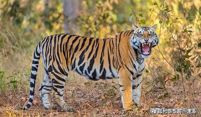 老虎的舌头，刮骨的钢刀，被它舔一下比在水泥地擦伤还严重 - 1