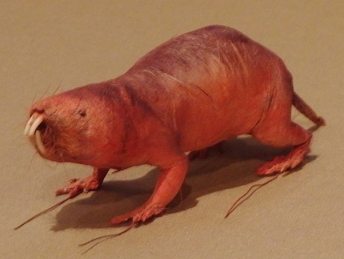 799px-Naked_mole_rat-National_Museum_of_Nature_and_Science.jpg