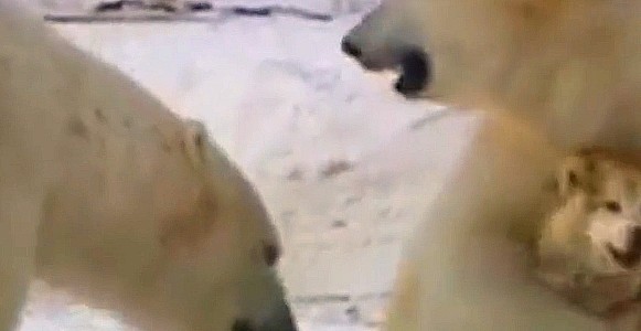 北极熊迁移新居遇到阿拉斯加，抱着玩耍不放，熊：感动不？ - 4