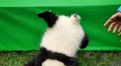 25只小熊猫表演“熊猫瘫”，它却意外上演摔跤，网友：成功抢镜！ - 2
