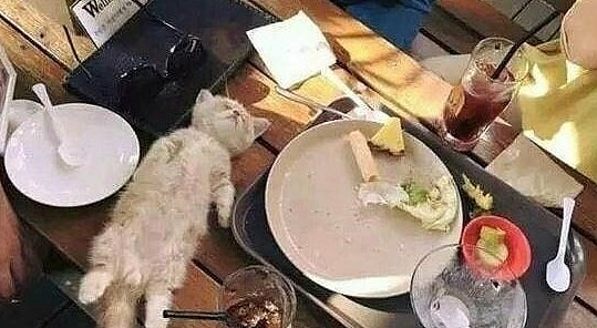 小奶猫吃饱后躺餐桌睡觉，一群人围观拍照，四脚朝天的模样太萌了 - 1