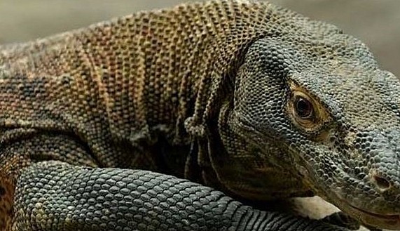 世界上最大的蜥蜴，遇到它，剧毒无比的眼镜蛇也只能成为盘中餐！ - 3