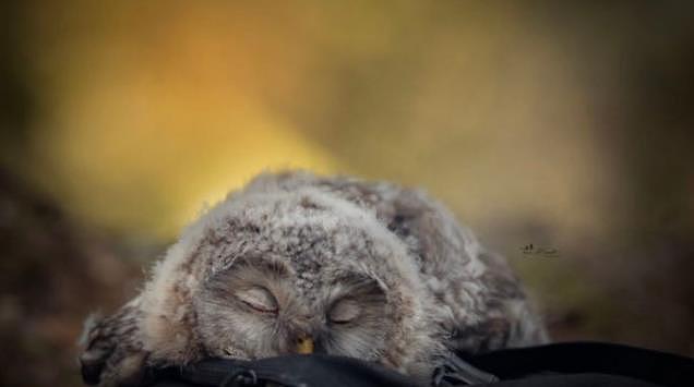 猫头鹰冷知识：翻开耳朵能看到眼珠，小时候趴着睡是因为脑袋太沉 - 6