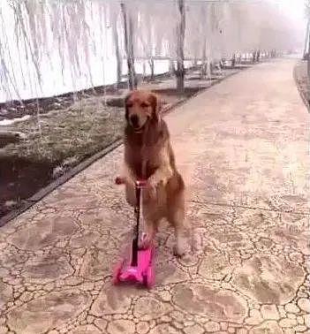狗狗去公园玩滑板车，滑着没多久，瞬间把电线杆给撞了 - 1