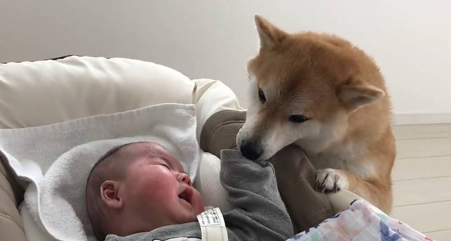 宠主告诉狗子，你有“弟弟”了，柴犬的态度就变了 - 5