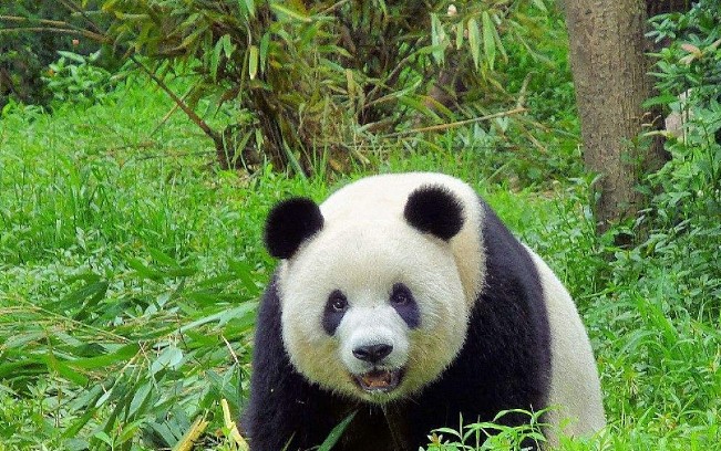 这种动物挑衅大熊猫，却把小命搭了进去，熊猫：今天加菜了吗？ - 3