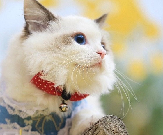 这么养布偶猫，宠物级的布偶猫也能养成赛级仙女猫哦 - 6