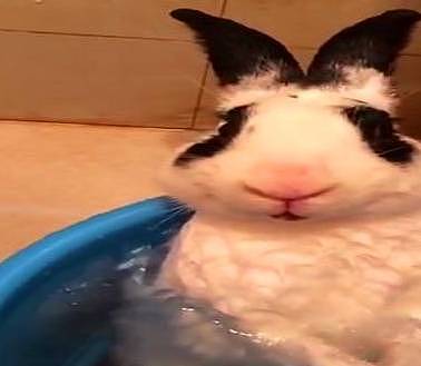 谁说兔子胆小怕水？这只兔子不仅胆大，还泡起了热水澡 - 6