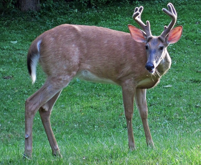 Odocoileus_virginianus_(white-tailed_deer_-_buck_in_velvet)_(17_July_2018)_(Newark,_Ohio,_USA)_2_(41686798500).jpg