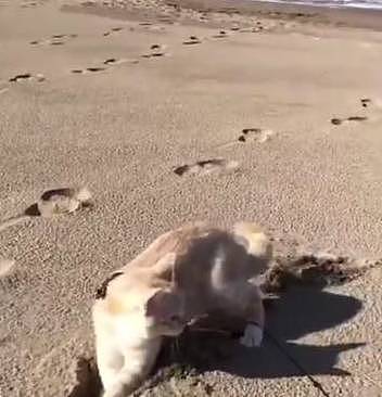 第一次带喵星人去海边，结果这货以为整片沙滩都是猫砂盆，然后铲屎官就失业了 - 1