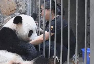 熊猫跟江左梅梅撒娇，画面让她直呼投降，网友：梅梅你也有今天！ - 4