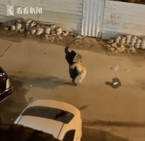 科威特街头惊现狮子，女子霸气直接抱回：我家养的宠物！ - 1