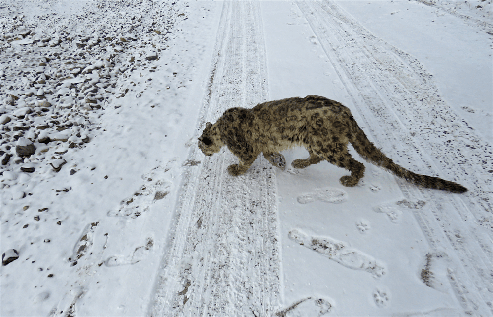 玉树一只雪豹1岁失去母亲，连旱獭都抓不到，捕食时被野狗咬伤 - 2