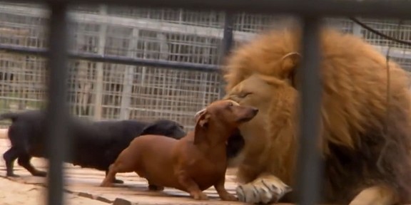 腊肠犬初生牛犊不怕虎，竟然敢挑衅狮子！狮子：你走吧腊肠不好吃 - 3