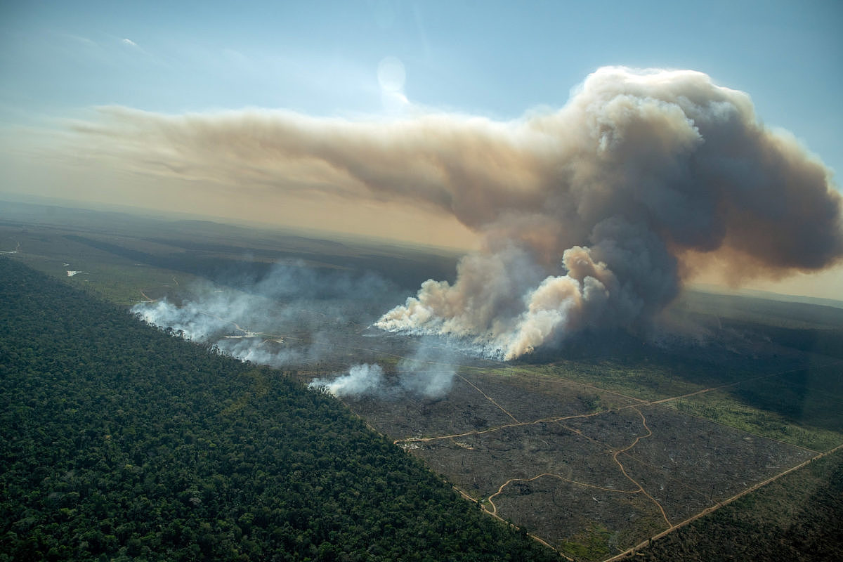 巴西亚马孙地区森林砍伐面积处于近五年来第二高水平 - 5