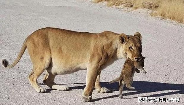 小狮子脾气大，马路上跟汽车对吼，狮子妈妈看不下去，一口叼走！ - 4